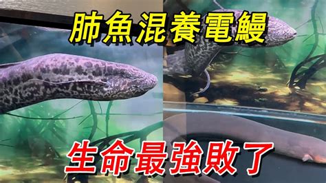 肺魚混養